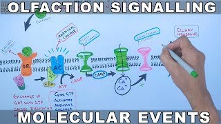 Olfaction Signalling  Molecular Events of Olfaction Signalling [upl. by Aruam]