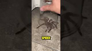 Heres why you should never squash a spider 😨 [upl. by Ytsur]