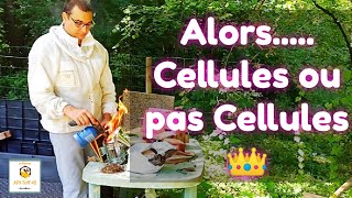 Apiculture 2021  Alors Cellules ou pas Cellules 👑 [upl. by Llerej]