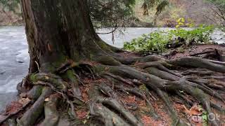 Dead fish after spawning zombie fish Alouette River Maple Ridge BC [upl. by Clareta]