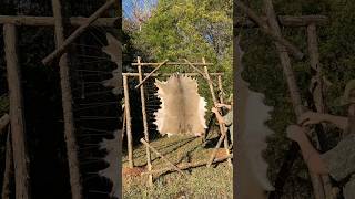 Rawhide in the making novembersouth braintan primitiveskills bushcraft rawhide whitetaildeer [upl. by Shirline985]