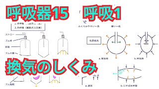 呼吸器15 呼吸1 換気のしくみ 関連解説：COPD慢性閉塞性肺疾患の呼気困難と口すぼめ呼吸で楽になる理由 [upl. by Kate596]