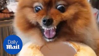 Feisty Pomeranian growls as it refuses to stop drinking from coconut [upl. by Itnuahsa]