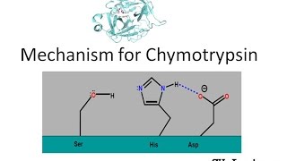 Mechanism of Chymotrypsin [upl. by Aemat]