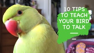 10 TIPS TO TEACH YOUR BIRD TO TALK  Simple tips [upl. by Zippel]