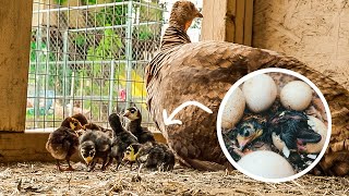 Mama Turkey hatching out a load of Baby Chicks [upl. by Cai]