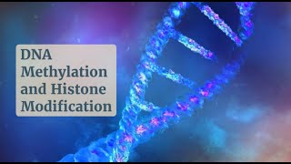 Gene Regulation 101 DNA Methylation and Histone Modifications Uncovered [upl. by Drwde]