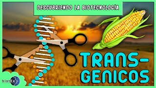 TRANSGÉNICOS  Descubriendo la Biotecnología [upl. by Yatzeck741]