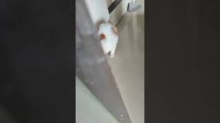 Fun Time 🐈🐾 catvideos feline funny funnyvideo [upl. by Eizeerb]