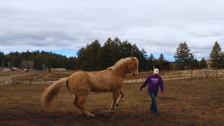 LIBERTY SESSION WITH A PLAYFUL ENERGETIC HORSE [upl. by Kcirdde177]