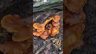 Eastern Jack o lantern mushroom Omphalotus illudens toxic [upl. by Loredo]