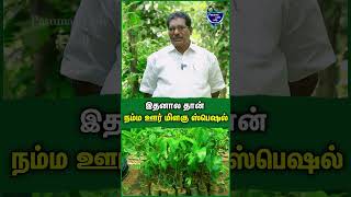 காரம் திடம் இரண்டுமே இந்த மிளகு தான் டாப்  பாலுசாமி  Pepper farming pepper agriculture farming [upl. by Soulier]