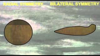 PL1 RADIAL VS BILATERAL SYMMETRY [upl. by Perron]