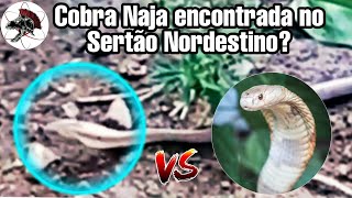 Cobra Naja solta no Sertão Nordestino  Biólogo Henrique o Biólogo das Cobras [upl. by Horacio912]