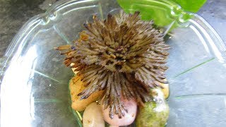 Our Rose of Jericho Plant  Resurrection plant  Selaginella lepidophylla UPDATE [upl. by Auoy]