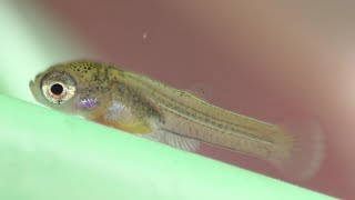 The Hidden World of a Baby Guppy [upl. by Itsud]