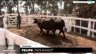 180924  13º Remate Anual del Oeste en Huanguelén  La Juanita La Negra e Invitados [upl. by Oxley983]