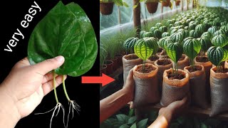 Super tips of propagating betel leaf trees from leaf cutting plants farming garden satisfying [upl. by Dalury401]