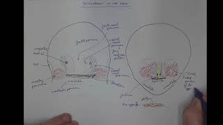 11 03 Developmenf of the face [upl. by Archer]