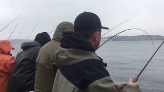 Squidding crazyness in the Puget Sound [upl. by Alick]