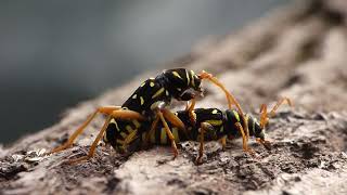 Intense mating of longhorn beetle Plagionotus arcuatus [upl. by Atsyrk]