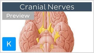 Cranial nerves list and functions preview  Human Anatomy  Kenhub [upl. by Brander]