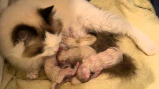 NAISSANCE 4 CHATONS RAGDOLL [upl. by Nyrhtac]