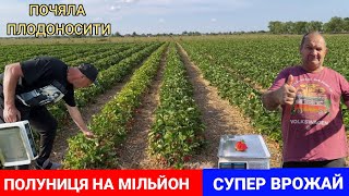 ПОЛУНИЦЯ НА МІЛЬЙОН Перший врожай Більше 1 кг з куща полуниці [upl. by Haras829]