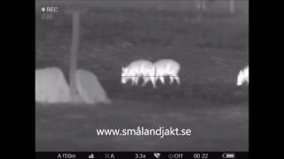 Pulsar Thermal Imaging Sight Trail XP50 piglets at 50 meter [upl. by Imhsar]