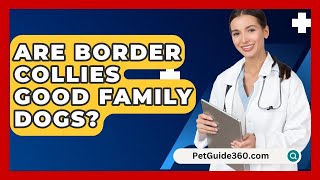 Are Border Collies Good Family Dogs  PetGuide360com [upl. by Dnomzed]