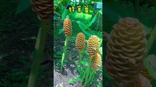 蜂巢薑（beehive ginge台北植物園今日我最美 [upl. by Derman]