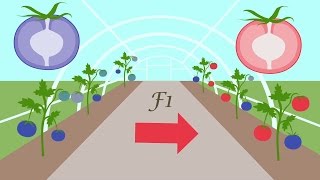 How seed breeding works [upl. by Sanez]