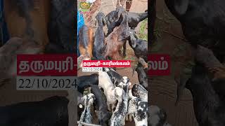 Karimangalam goat market vivasayaarvalargal shorts [upl. by Otilegna]