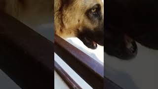 Just for fun Dog barking video  shorts youtubeshorts shortvideo dog doglover dogshorts cat [upl. by Mellette]