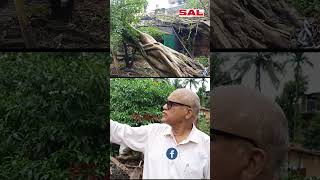 Uprooted Tree Collapses Damages Three Houses in Aquem Margao [upl. by Nara787]