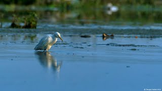 Cattle egret feeding behavior Wildlifephotography Nikon200500mm Raniganj DamodarRiver Egret [upl. by Atinahs]