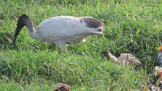 Blackheaded Ibis 12 11 24 S Knld Rd b 6 [upl. by Atreb]