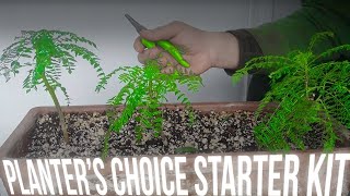 Planters Choice Bonsai Starter Kit Blue Jacaranda Feb 2020 [upl. by Kaasi]