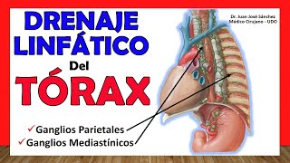 🥇 DRENAJE LINFÁTICO DEL TÓRAX Ganglios Parietales y Mediastínicos ¡Fácil y Sencillo [upl. by Westney653]