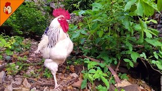 Rooster Crowing in the Morning  Sussex rooster crowing  Roosters amp Chickens Videos  Animal Videos [upl. by Bradlee]