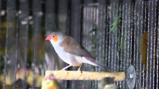 Orangecheeked waxbill song Chant de lAstrild à joues orange [upl. by Ocsinarf306]