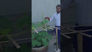 rosebush garden roseflower plants viralvideoシ growroseincinder farming roseplantgrowth [upl. by Gabie847]