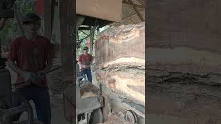 Kayu Trembesi purba sawmill india russia thailand [upl. by Adnuhsor]