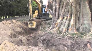 Monster Macrocarpa Removal [upl. by Gustafson]