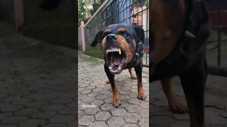 angry dog barking sound viral angrypuppy dog angrydog cutepet angry pets [upl. by Naashom709]