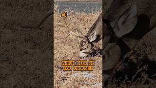 WHICH DEER DO YOU CHOOSE deer hunting deerhunting bucks shorts [upl. by Townie]