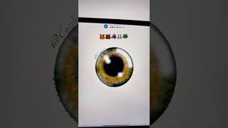 🦊🐻🐺🐰🦚Eye colors emoji drawing colors colormixing art digitalart shortvideo [upl. by Ecitsuj]