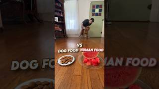 Human food Vs Dog Food [upl. by Ornas]