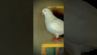 Hera Aseel Pigeon Kabootar Parwazi Pigeonlovers [upl. by Ardnod163]