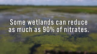 Wetlands reduce nitrate loss by up to 90 [upl. by Gnut147]